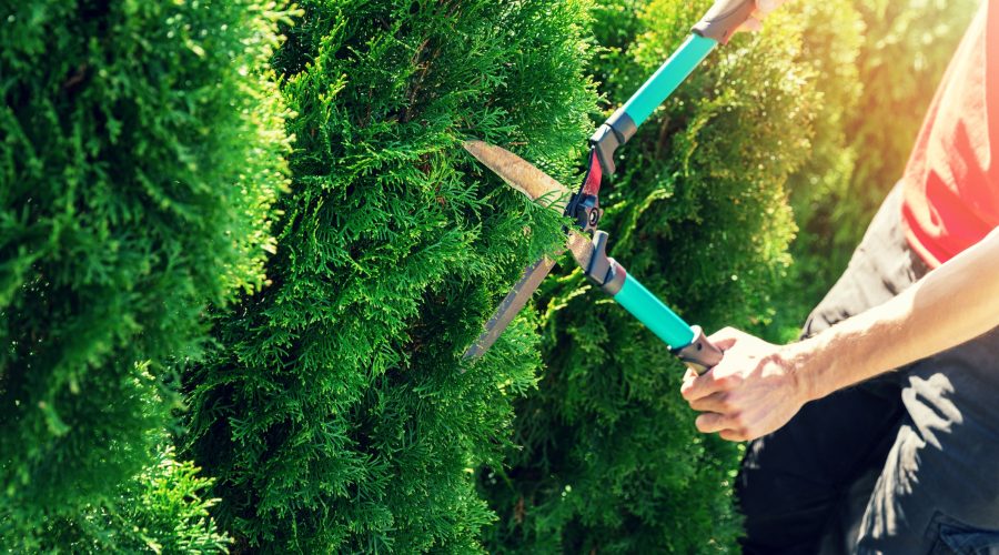 cutting thuja tree with garden hedge clippers